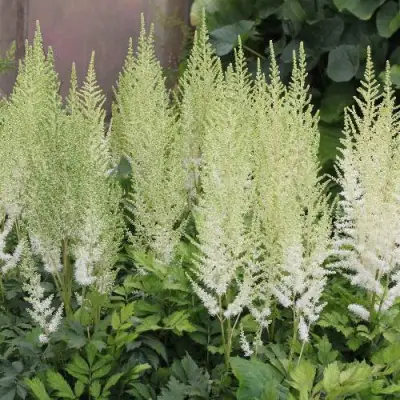 Астильба ДИАМАНТ Арендса в Бресте