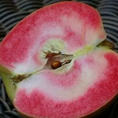 Яблоня ПИНК ПЕРЛ в Бресте