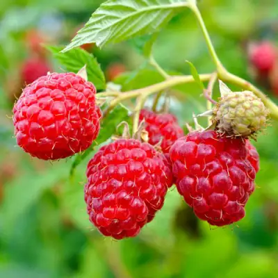 Малина РУБИФОЛ в Бресте