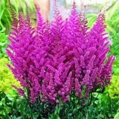 Астильба ПЕПЛ РЕЙН гибридная в Бресте