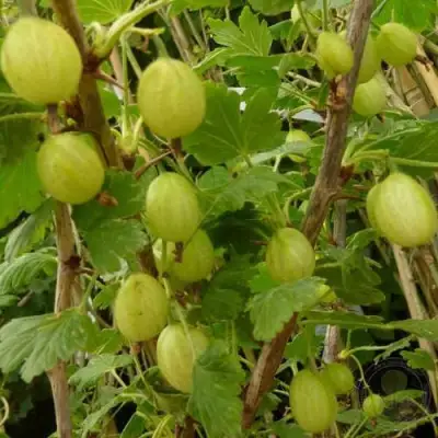 Крыжовник ИНВИКТА в Бресте