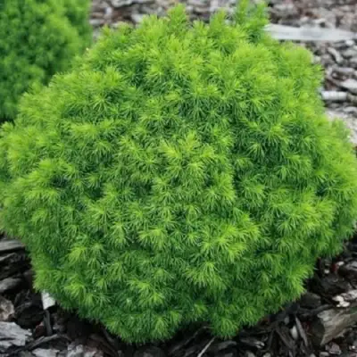 Ель АЛЬБЕРТА ГЛОБ сизая в Бресте