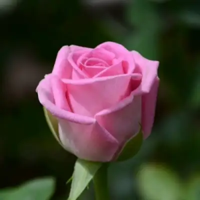 Роза АКВА чайно-гибридная в Бресте