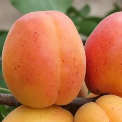 Абрикос ОЛИМП в Бресте