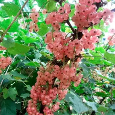 Смородина белая ПРЫГАЖУНЯ (РОЗОВАЯ) в Бресте