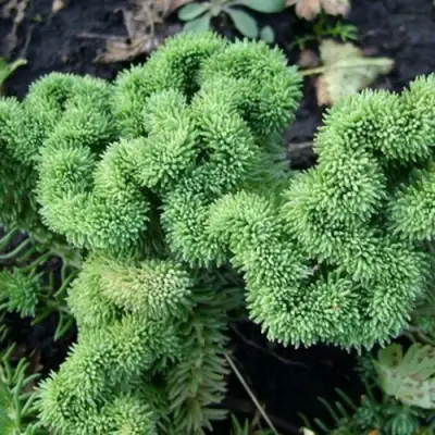 Очиток (седум) КРИСТАТУМ отогнутый в Бресте