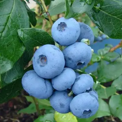 Голубика ТОРО в Бресте