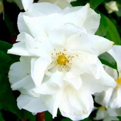 Жасмин РОЗАЦЕ в Бресте