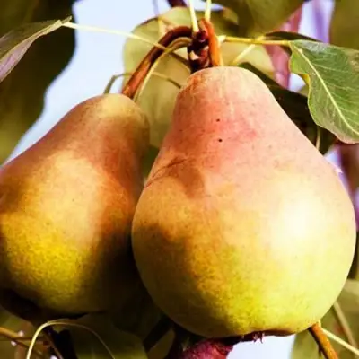 Груша СЛАДКАЯ ИЗ МЛИЕВА в Бресте