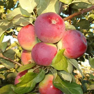 Яблоня ОРЛИК в Бресте