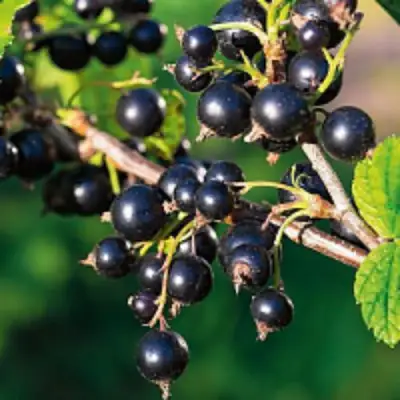 Смородина чёрная ЦЕРЕРА в Бресте