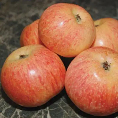 Яблоня КОНФЕТНОЕ в Бресте