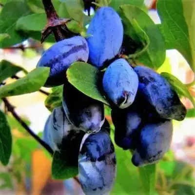 Жимолость съедобная БЛУ ТРЕЖЭ (ГОЛУБОЕ СОКРОВИЩЕ) в Бресте