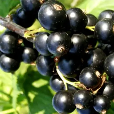 Смородина чёрная ДЕЛИКАТЕСНАЯ в Бресте