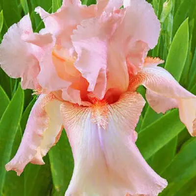 Ирис ПАТИ ДРЕСС бородатый в Бресте