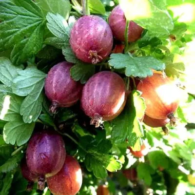 Крыжовник СЕРЕНАДА в Бресте