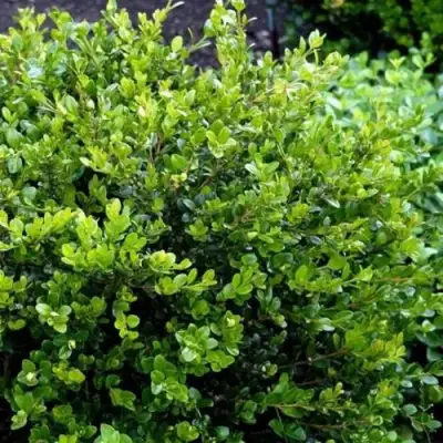 Самшит ФОЛКНЕР в Бресте