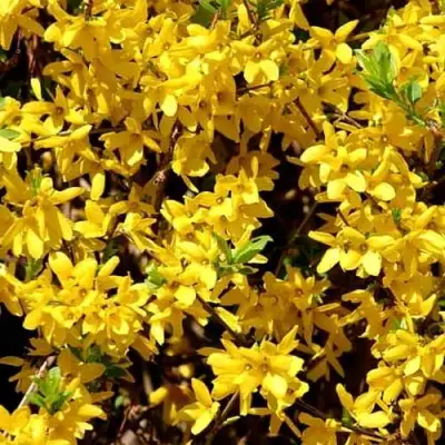 Форзиция ЛЕДНОГОРА промежуточная в Бресте