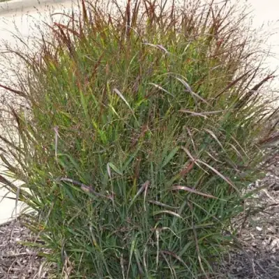 Просо ШЕНАНДО прутьевидное в Бресте