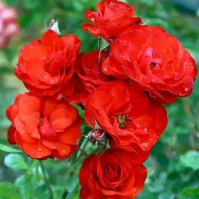 саженцы розы Файер Кинг