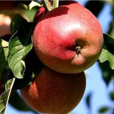 Яблоня АНТЕЙ КИЕВСКИЙ колонновидная в Бресте