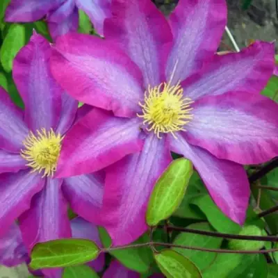 Клематис КАКИО в Бресте