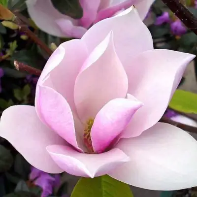 Магнолия АЛЕКСАНДРИНА  в Бресте