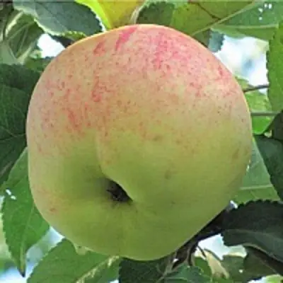 Яблоня ЛЕТНЕЕ СЛАДКОЕ в Бресте