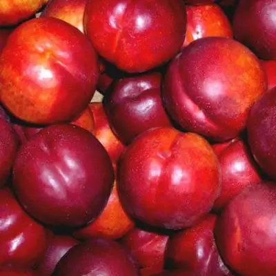 Нектарин МЕДВЕДЕВСКИЙ в Бресте