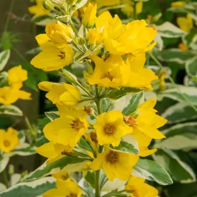 Вербейник АЛЕКСАНДР точечный в Бресте