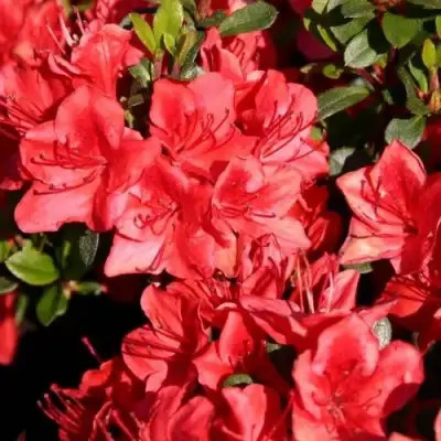 Азалия ФРИДОЛАЙН японская в Бресте