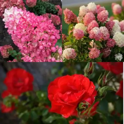 Комплект РОЗОВЫЙ ЗАКАТ в Бресте