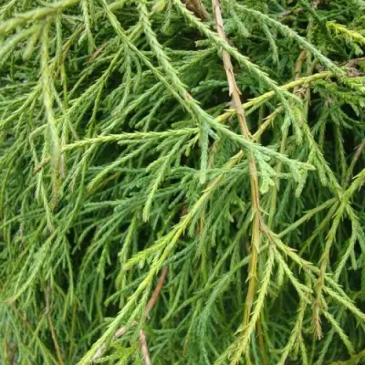 Кипарисовик ФИЛИФЕРА НАНА горохоплодный  в Бресте