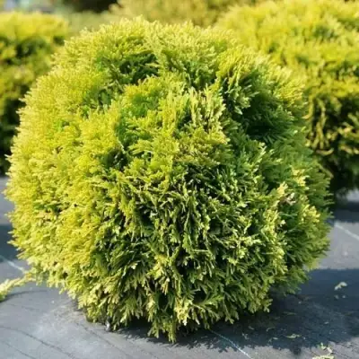 Туя ДАВИД западная в Бресте