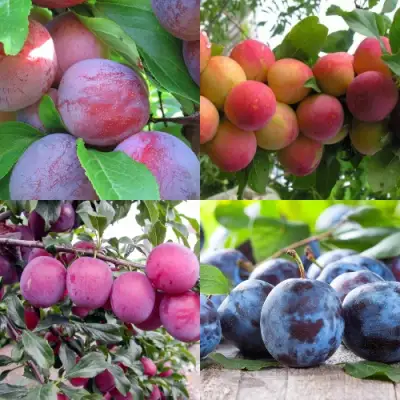 Комплект СЛИВОВЫЙ САД в Бресте