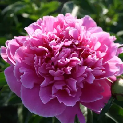 Пион ГОЛУБАЯ ХРИЗАНТЕМА травянистый в Бресте