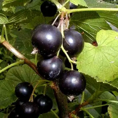 Смородина чёрная БИНАР в Бресте