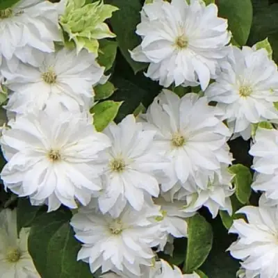 Клематис МАРИЯ СКЛОДОВСКАЯ-КЮРИ в Бресте