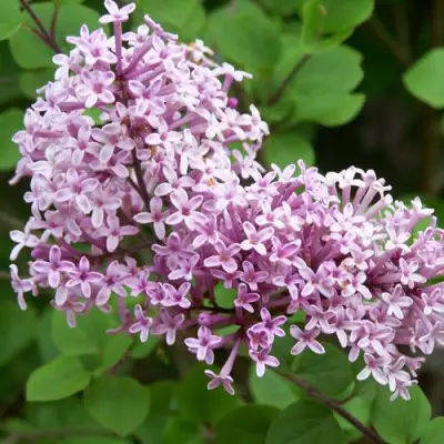 Сирень ПАЛИБИН  в Бресте