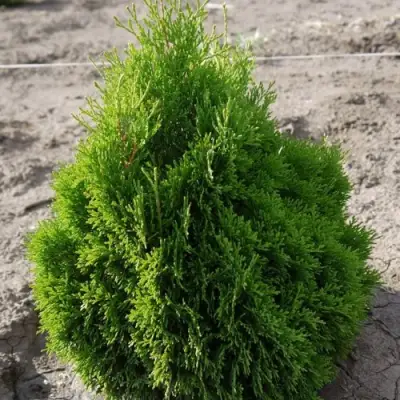 Туя МИКИ западная в Бресте