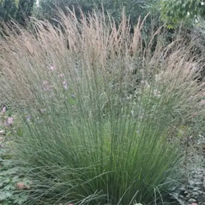 Молиния ХАЙДЕБРАУТ голубая в Бресте