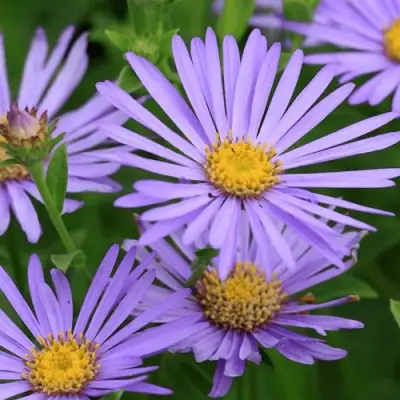 Астра ЛЕДИ ИН БЛЮ в Бресте