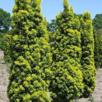 Тис ДАВИД ягодный в Бресте