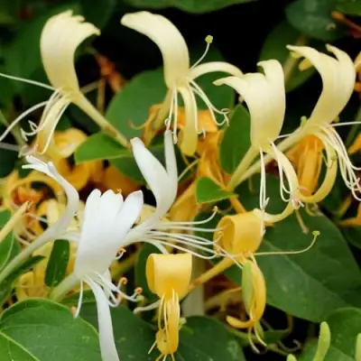 Жимолость ХАЛЛИАНА японская (Хелиана) в Бресте