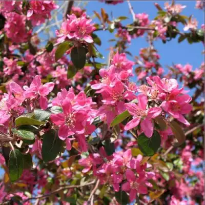 Яблоня ХЕЛЕНА декоративная в Бресте