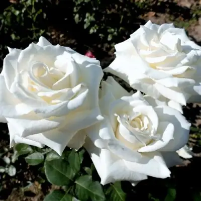 Роза БОИНГ чайно-гибридная в Бресте