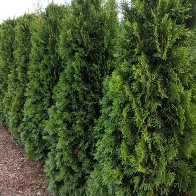 Туя ПИРАМИДАЛИС КОМПАКТА западная в Бресте