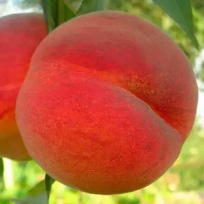 Персик МАЙСКИЙ ЦВЕТОК в Бресте