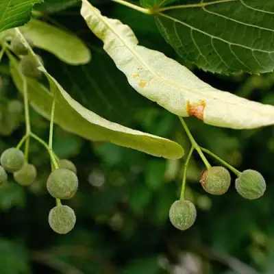Липа сердцевидная в Бресте