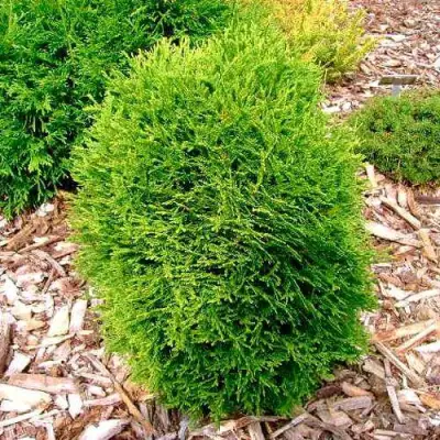 Туя ВОТЕРФИЛД западная в Бресте